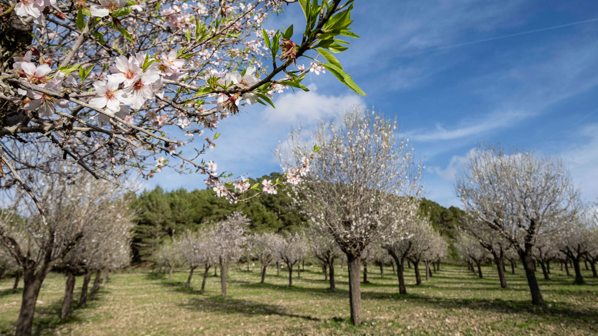 Imagen de almendros en flor