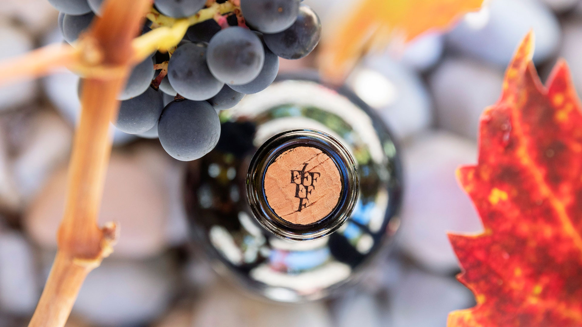 Imagen del vino Dominio Fournier