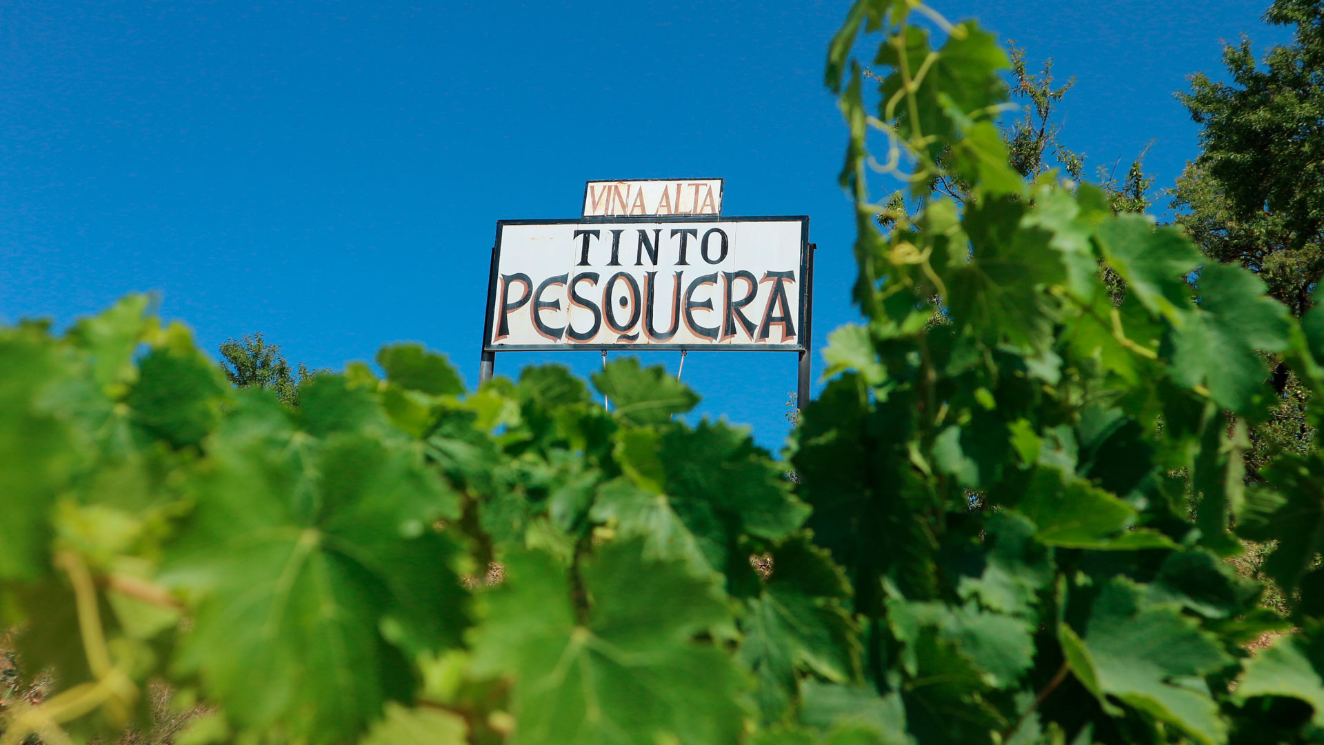 Nuevas añadas de Bodega Tinto Pesquera hero asset