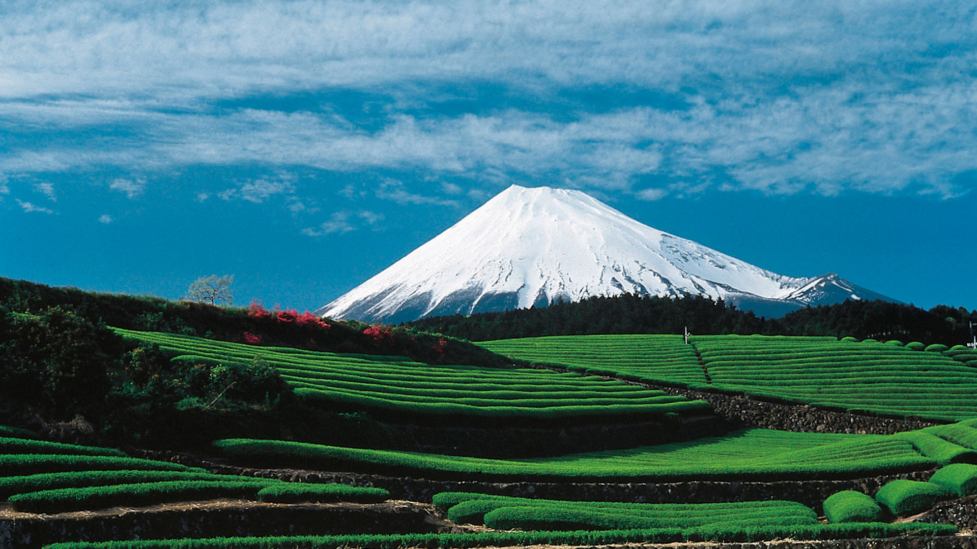 Visitar Japón sin salir de casa hero asset